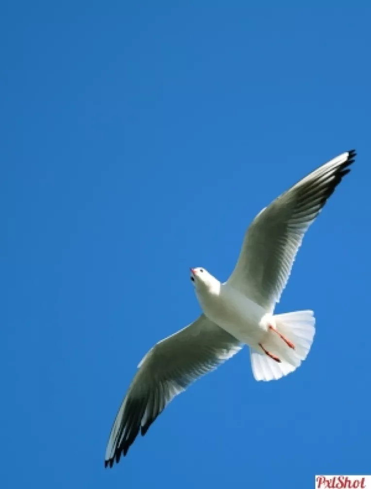 Alis Anagnostakis: Povesti de viata