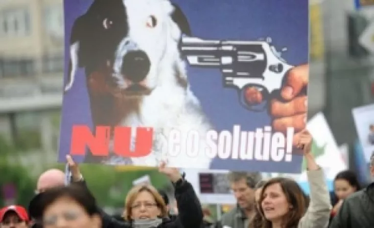 CCR a declarat neconstitutionale cele doua articole din lege care ar fi permis eutanasierea cainilor