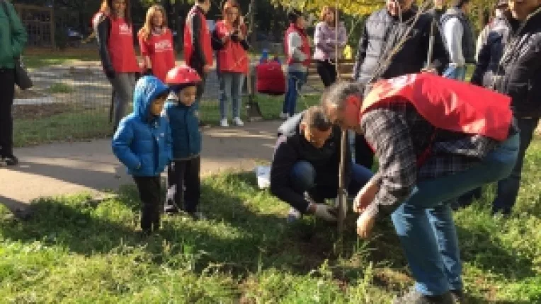 Impreuna cu tinerii din Sectorul 6, senatorul Gabriel Mutu planteaza tei