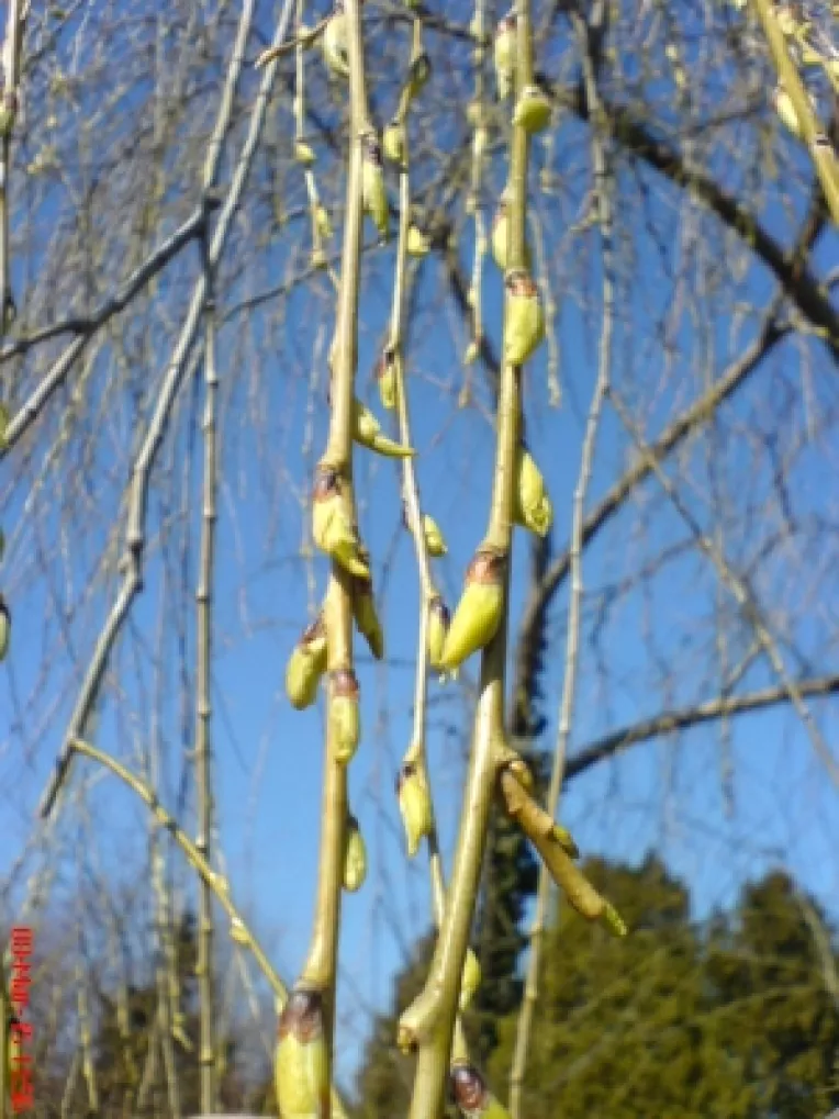 Prognoza meteo pentru saptamana 14-20 Martie 2017, in Bucuresti si in tara