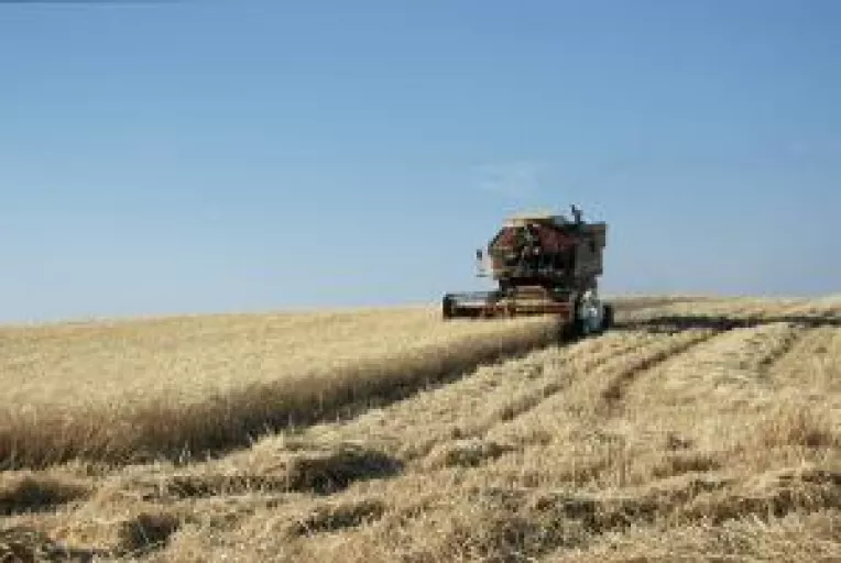 Teroarea impozitului pe grane