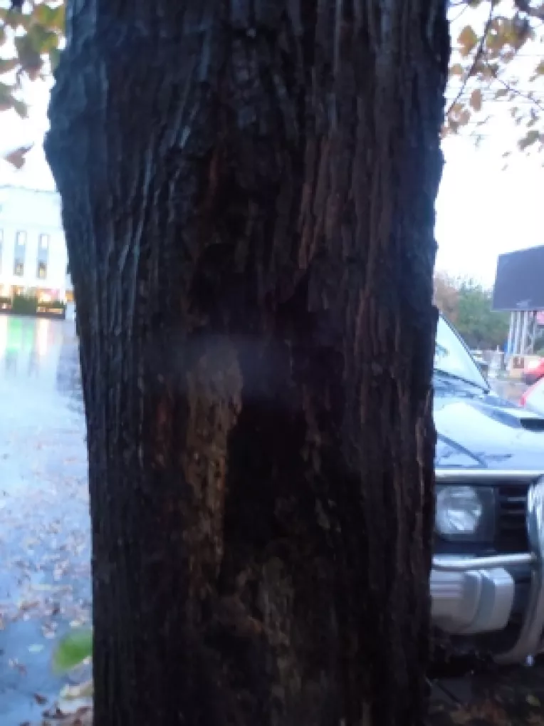 Un copac batran si scorburos de pe Strada Sf. Elefterie, gata sa cada peste oameni si masini